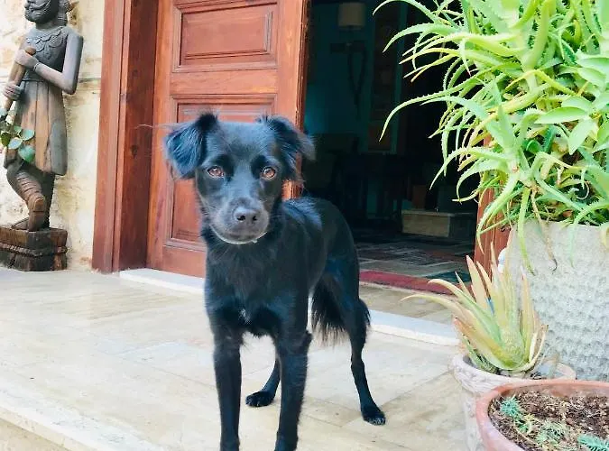 מלון Palm House 17 - Adult Only אנטליה