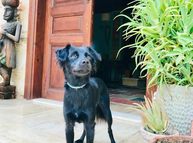 מלון Palm House 17 - Adult Only אנטליה